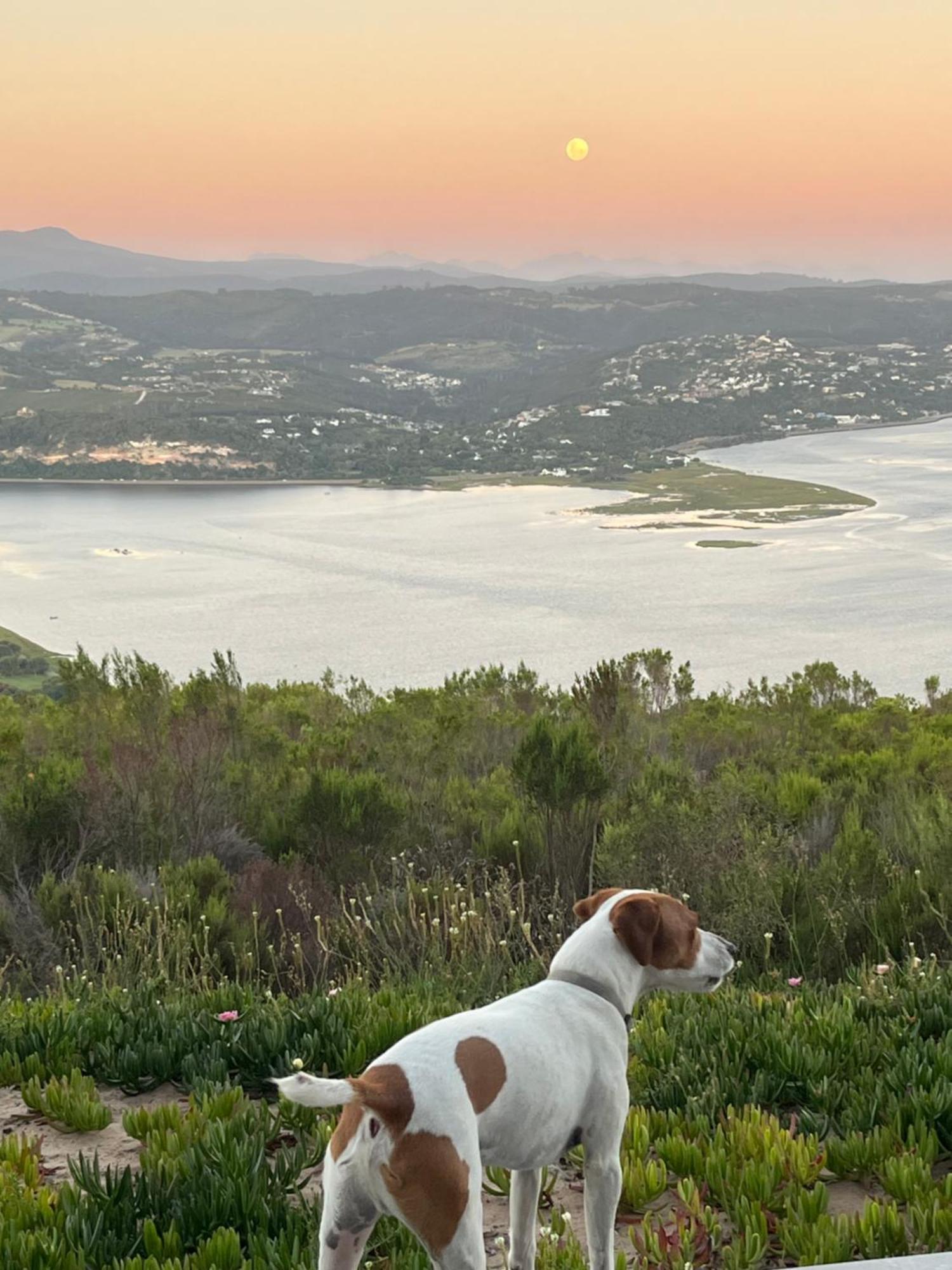 Die Uitzicht Guesthouse - Knysna Exteriör bild